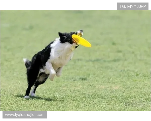 深圳飞盘队在极限运动世界杯中的技术表现分析与点评