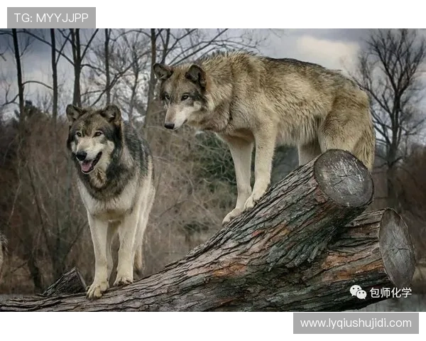 莫斯科巴达与克拉的激烈对决展现足球魅力与团队精神的完美结合 莫斯科巴达与克拉的激烈对决展现足球魅力与团队精神的完美结合